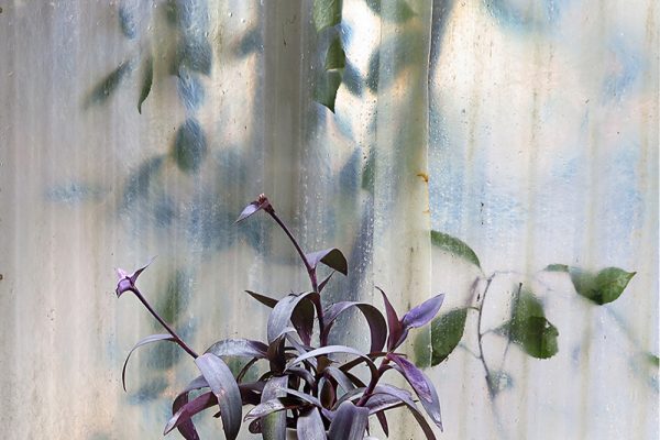 Still Life | 2016